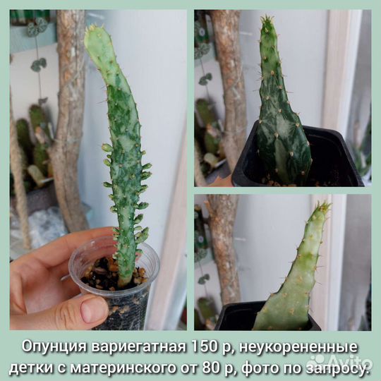 Комнатные цветы, суккулент отростки