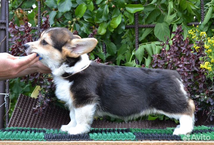 Корги детки