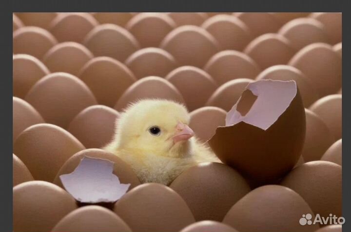 Инкубационное яйцо кур