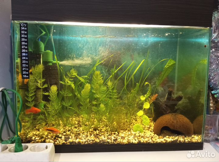 Аквариум