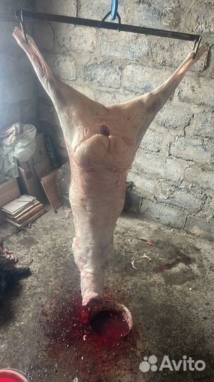 Курдючные бараны овцы