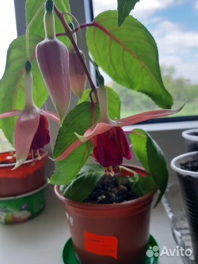 Продам цветы комнатные