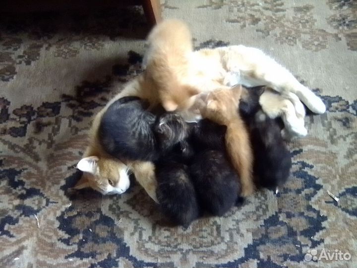 Отдам в добрые руки