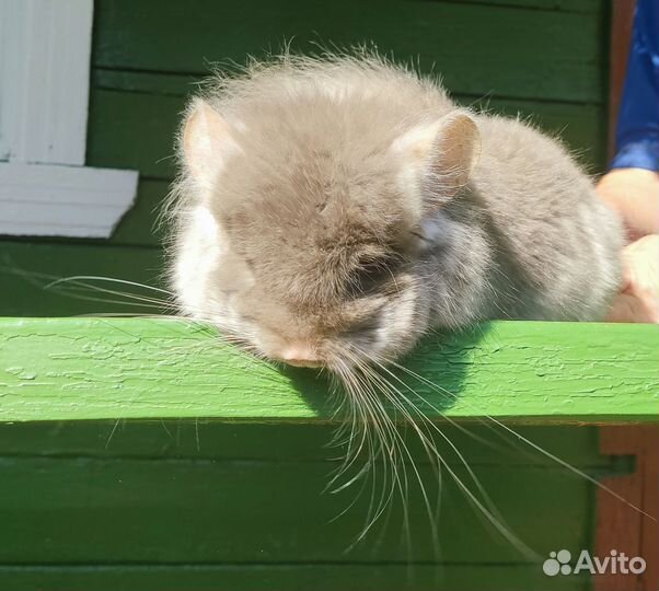 Шиншилла