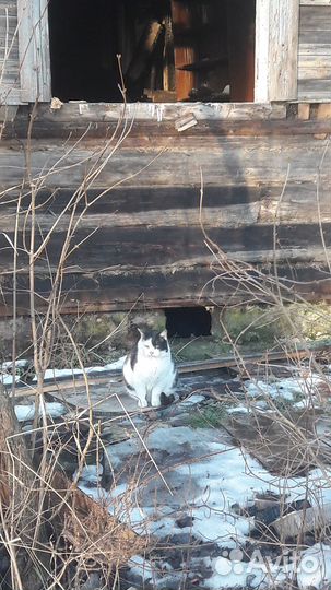 Отдам шикарного котика в хорошие руки