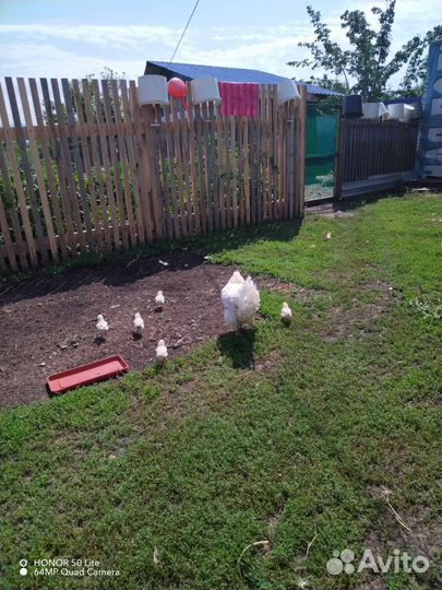 Куры несушки продам