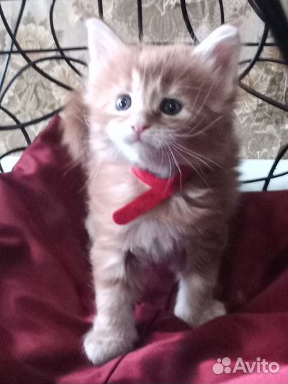 Чистокровные котята мейн-кун, полидакты и классик