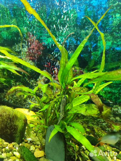 Аквариум с рыбками и оборудованием 250л