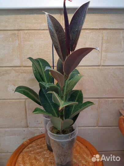 Фикус Меллони