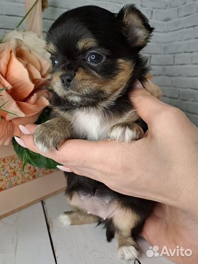 Чихуахуа мини девочка