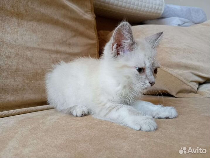 Кошка в дар