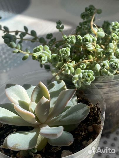 Суккуленты