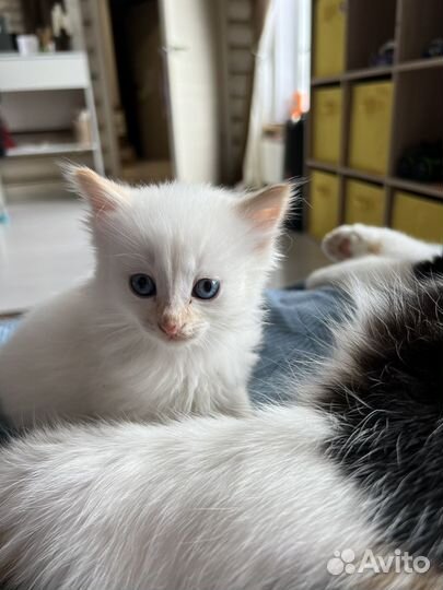 Котенок девочка