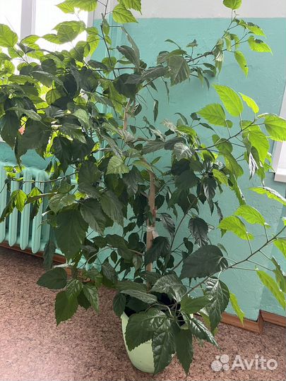 Гибискус китайская роза