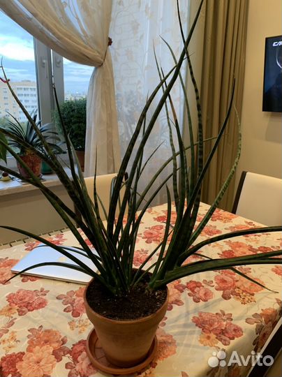 Сансевиерия