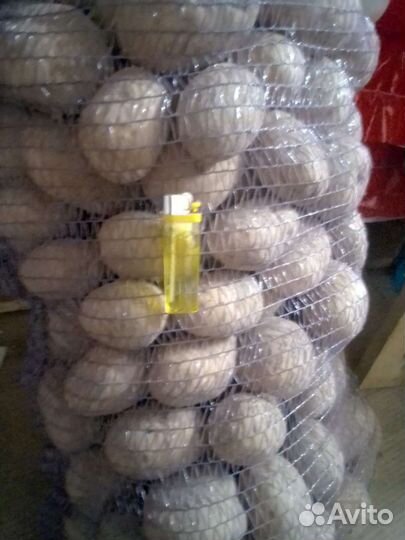 Картофель крупный (50+) без выходных