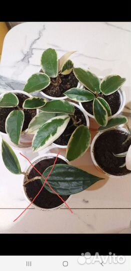 Хойя кримсон квин