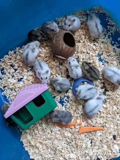 Джунгарский хомяк