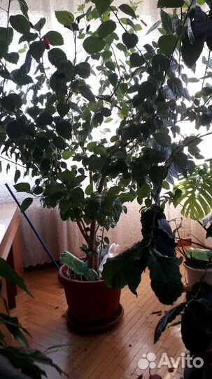 Цветы для больших пространств