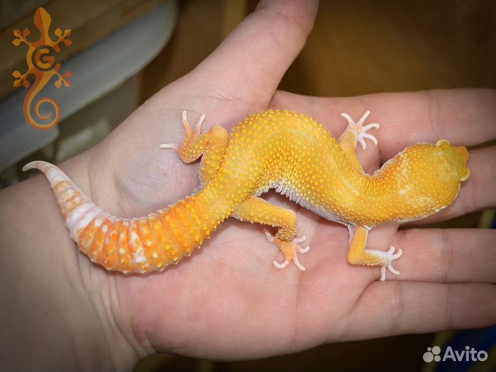 Пятнистый эублефар по лини та 2022 самцы и самки