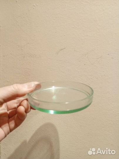 Чашка Петри