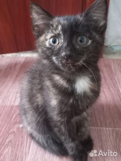 Котятам нужен дом