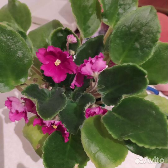 Цветы комнатные