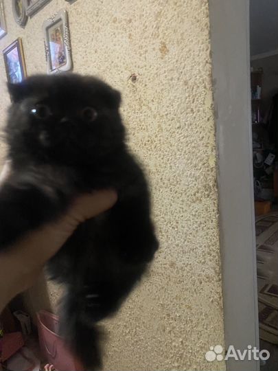 Кошки вислоухие