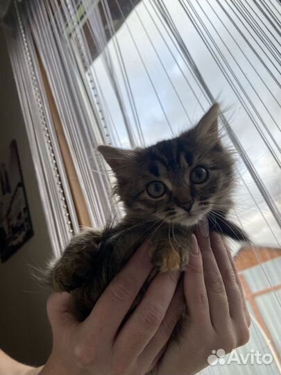 Кошечка в добрые руки