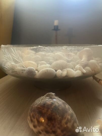 Морские ракушки раковины большие