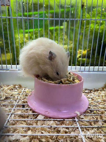 Хомячки зоомир