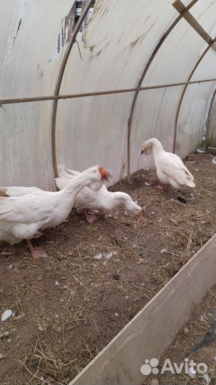 Семья гусей холмогоров обмен