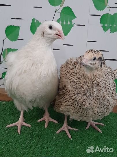 Белый Тяжелый Кросс и Феникс Золотистый