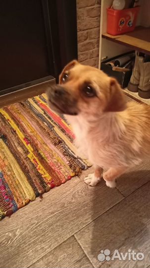 Девочка, помесь пекинеса, ласковая, в добрые руки