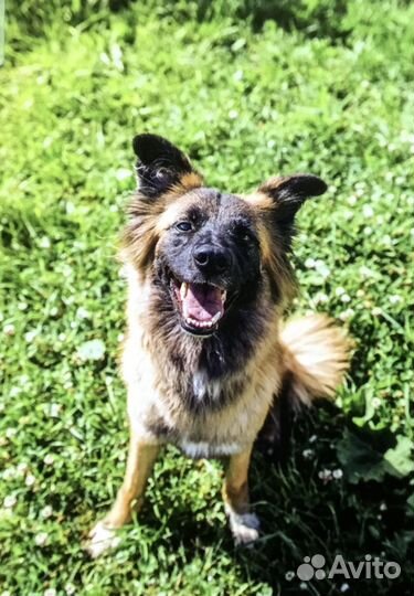 Красавица Фокси ищет дом