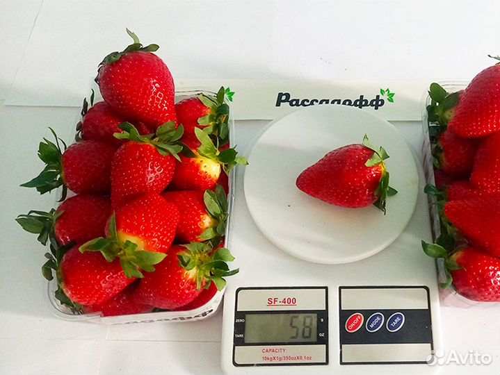 Рассада клубники. Оптом от 128 штук