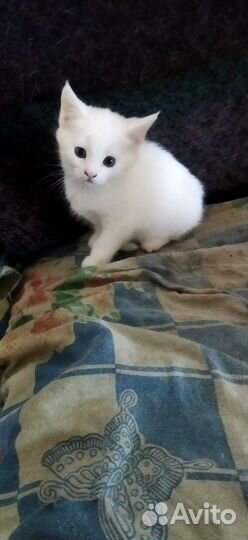 Котята девочки