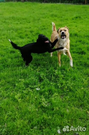 Собака алабай