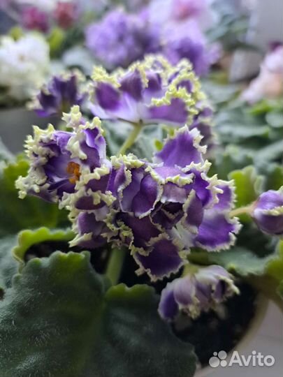 Сртовые фиалки