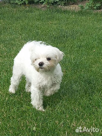 Отдам бесплатно