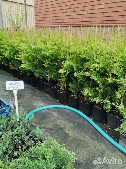 Купрессоципарис Голд Райдер