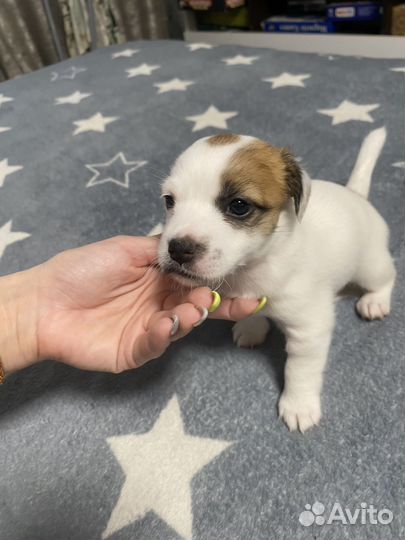 Джек Рассел терьер