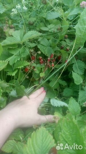 Усы клубники