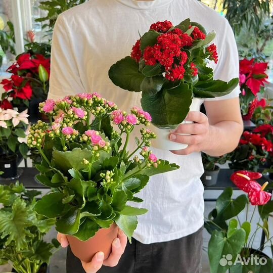 Комнатные растения