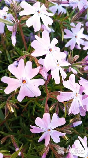 Флокс шиловидный