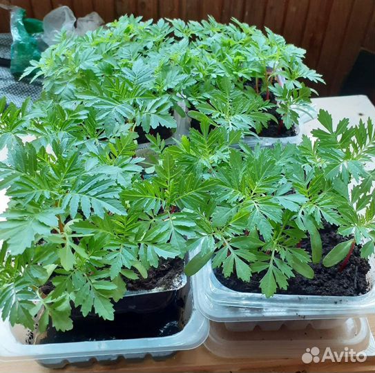 Рассада цветов бархатцы