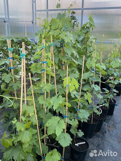 Саженцы винограда зимостойких сортов