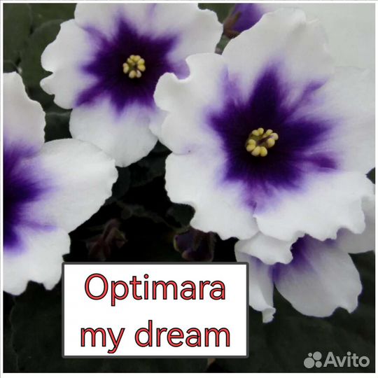 Детки сортовых фиалок