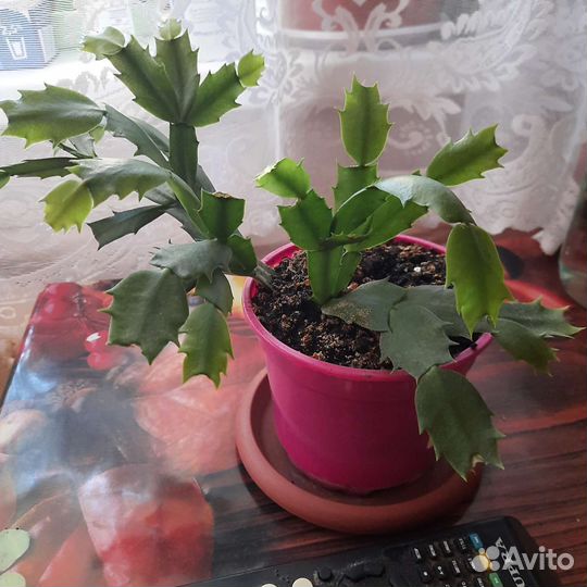 Цветы декабристы