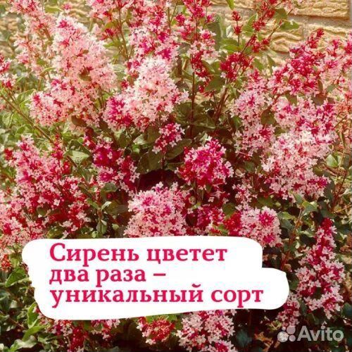 Рассада цветов. Гортензии. Розы. Хвойные и др